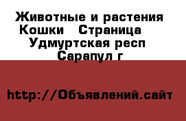 Животные и растения Кошки - Страница 3 . Удмуртская респ.,Сарапул г.